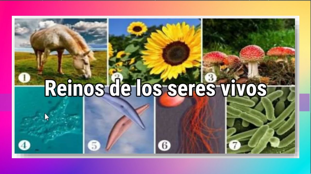 Reinos de los vivos. Animales, plantas, fungi, protozoarios, cromistas, arqueas, bacterias.
