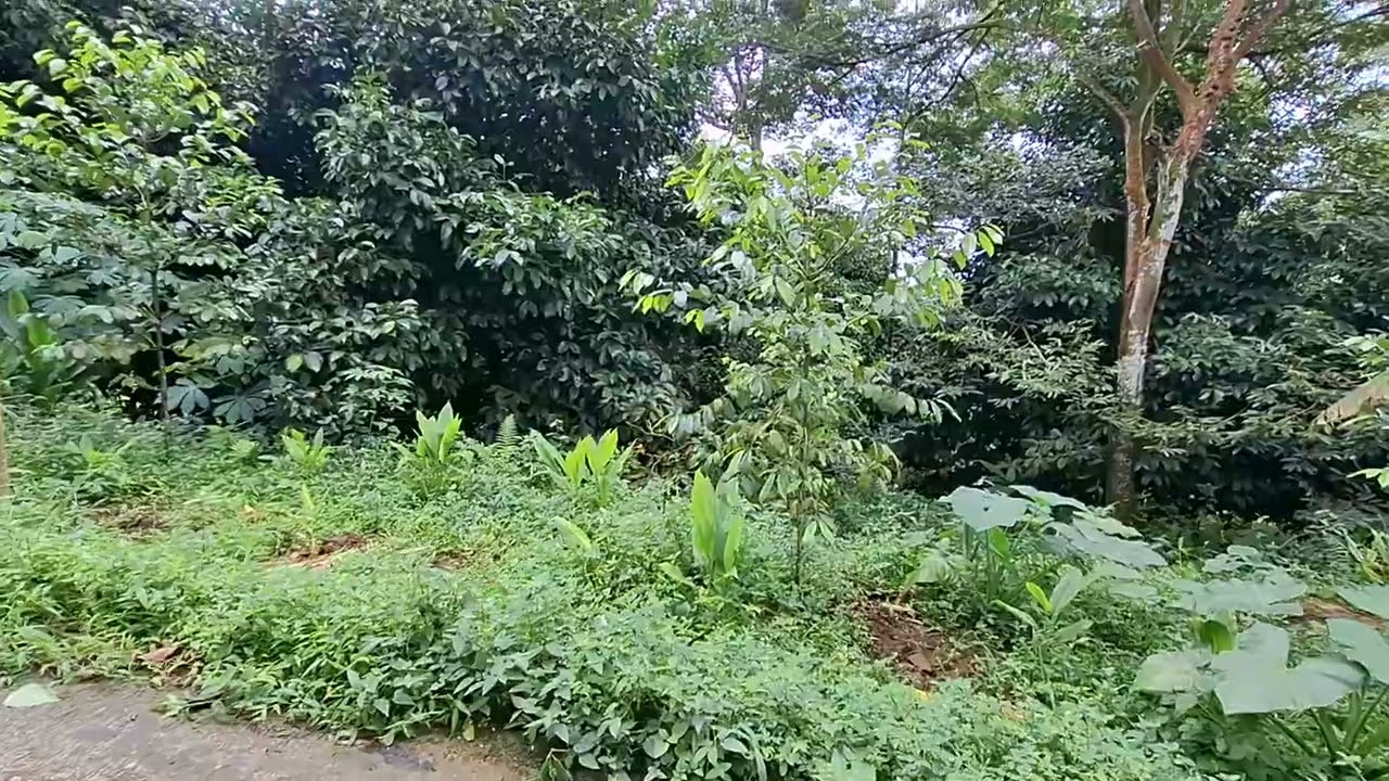 Di jual lahan kebun murah luas tanah 1000 metr ss AJB 