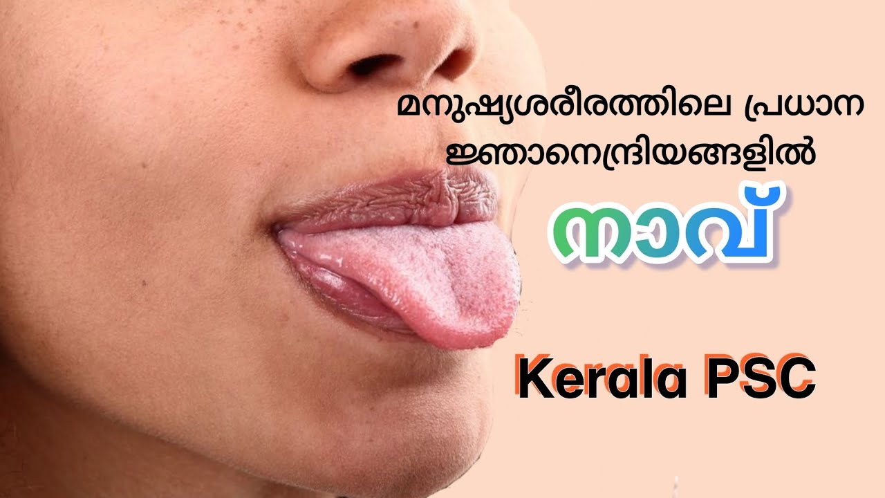 മനുഷ്യ ശരീരത്തിലെ അഞ്ച് പ്രധാന ജ്ഞാനേന്ദ്രിയങ്ങളിൽ - നാവ് - The Tongue #trianglepsc #keralapsc #psc 