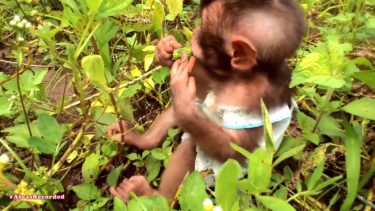 Baby Monkey | Hunting & Eating Locusts/Grasshopper