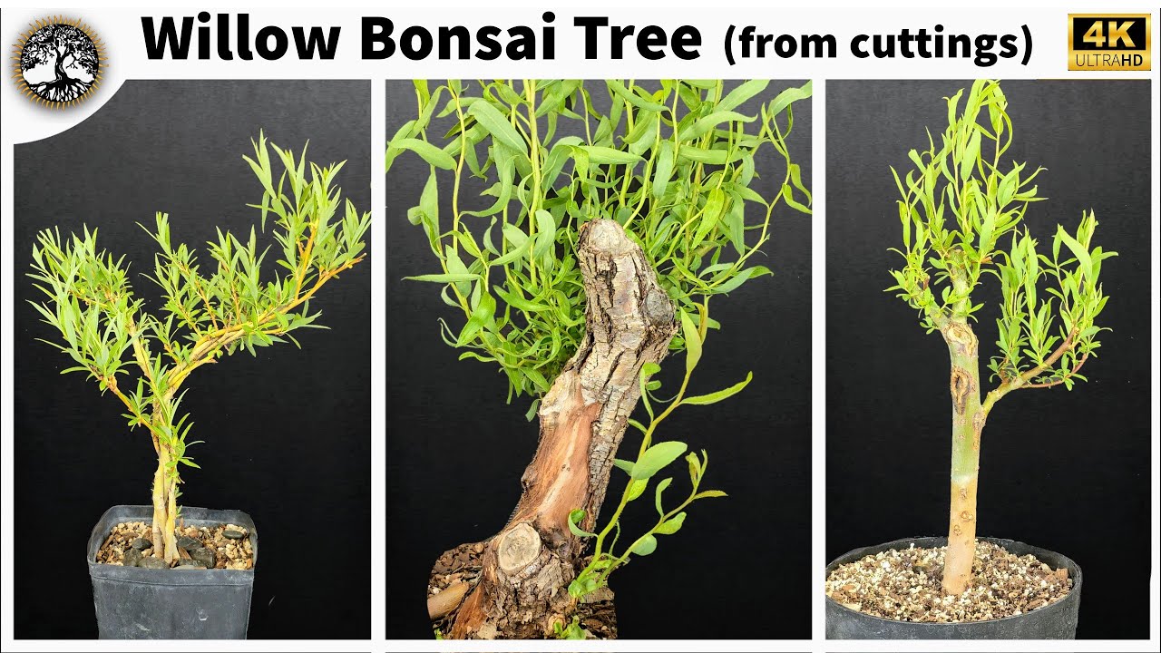 Willow Bonsai Tree (from cuttings) pt2