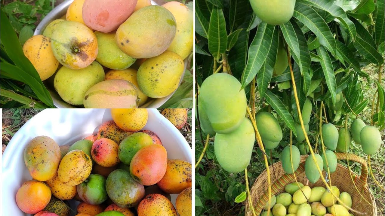 Village life in Kenya | Harvest Season & Mangoe Trees Full Of Fruits!!