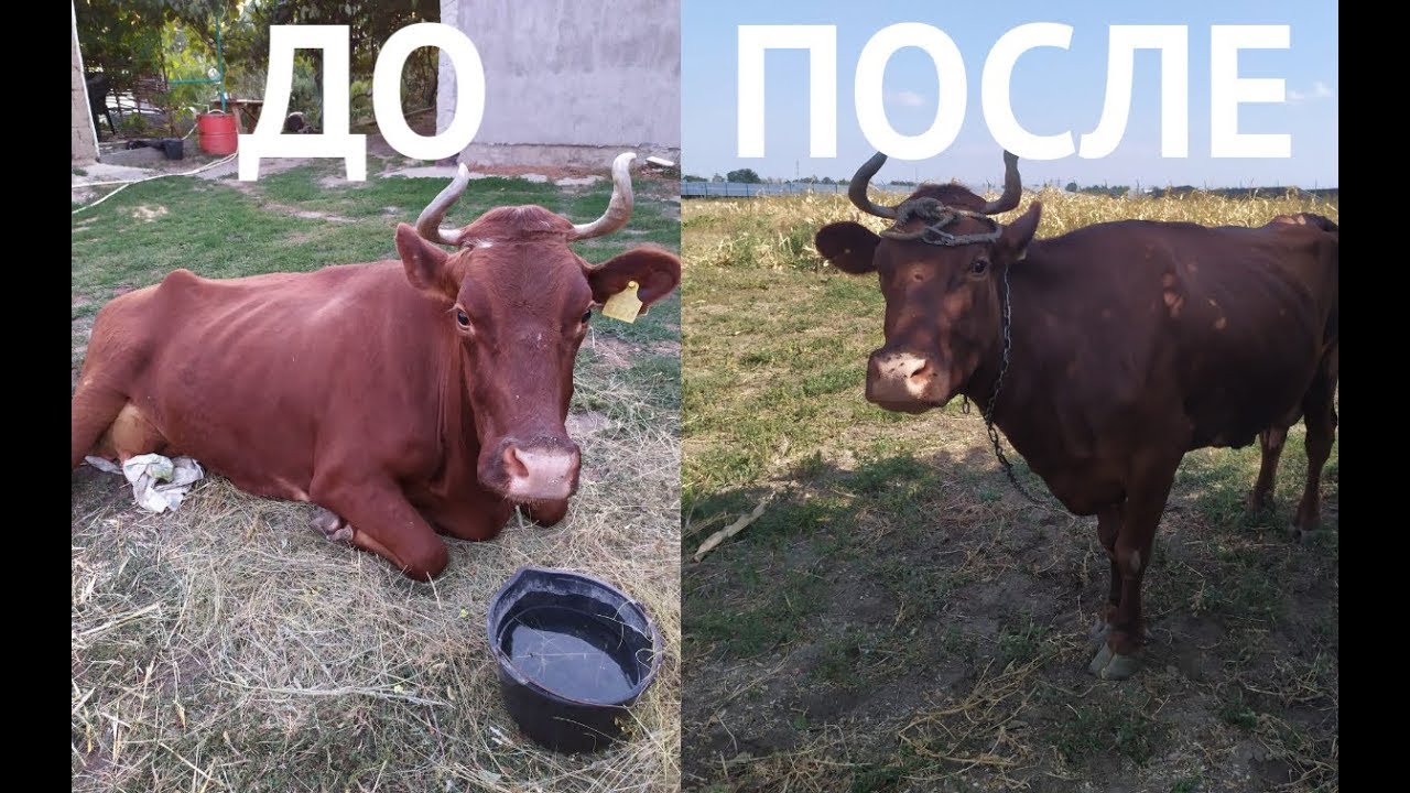 ПАРЕЗ И ТРАВМА У КОРОВЫ ЛЕЧЕНИЕ ОТ И ДО