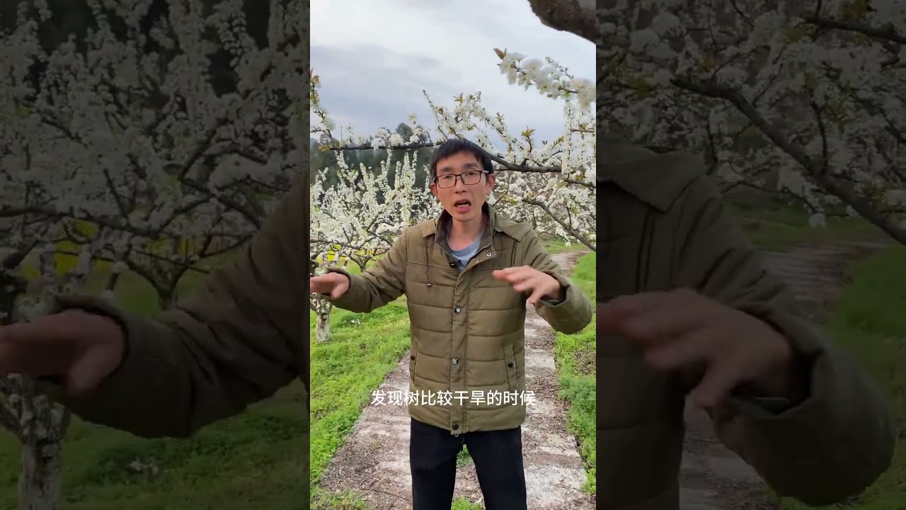 Master Early Spring Fruit Tree Farming: Fertilize Wisely, Avoid Drought