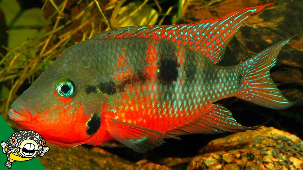 THE FISH HOUSE! THE KING OF CENTRAL AMERICAN CICHLIDS!