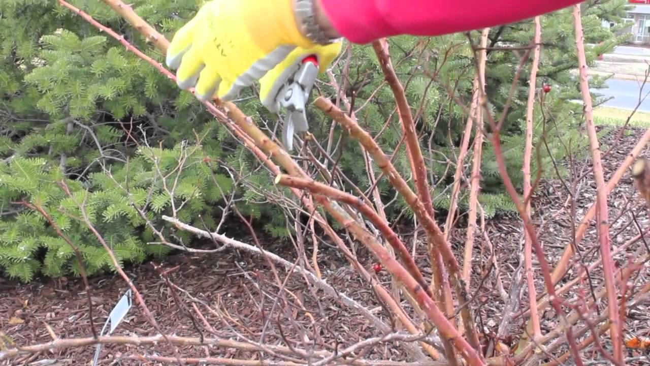 How to Spring Prune Rose Bushes