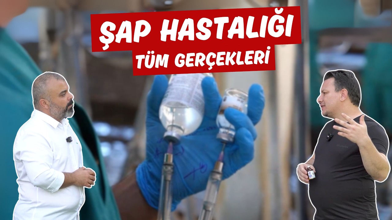 Şap Aşısı Ger&ccedil;ekleri: Doğru Bilinen Yanlışlar
