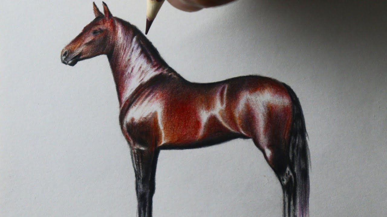 Como desenhar um Cavalo Manga Larga Machador