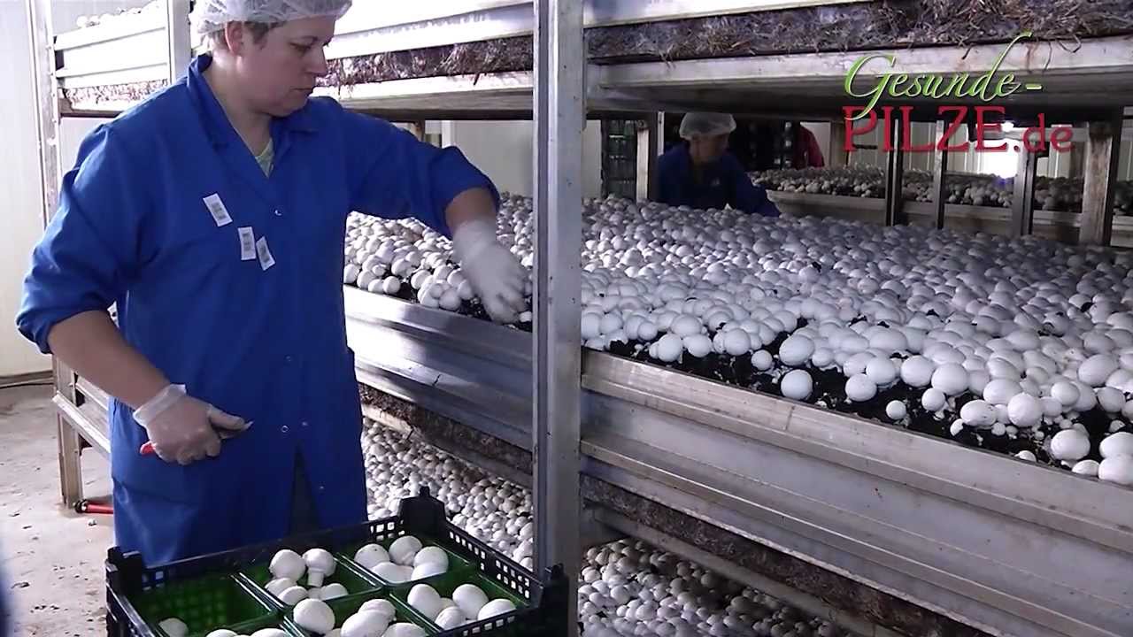 Gesunde-Pilze.de Produktionsvideo Teil 2
