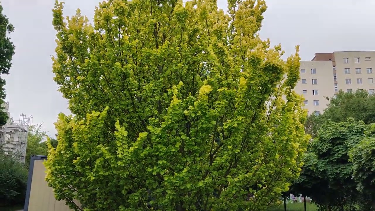 Wiąz holenderski 'Wredei' (Golden Elm, Ulmus &times; hollandica 'Wredei') (4K)
