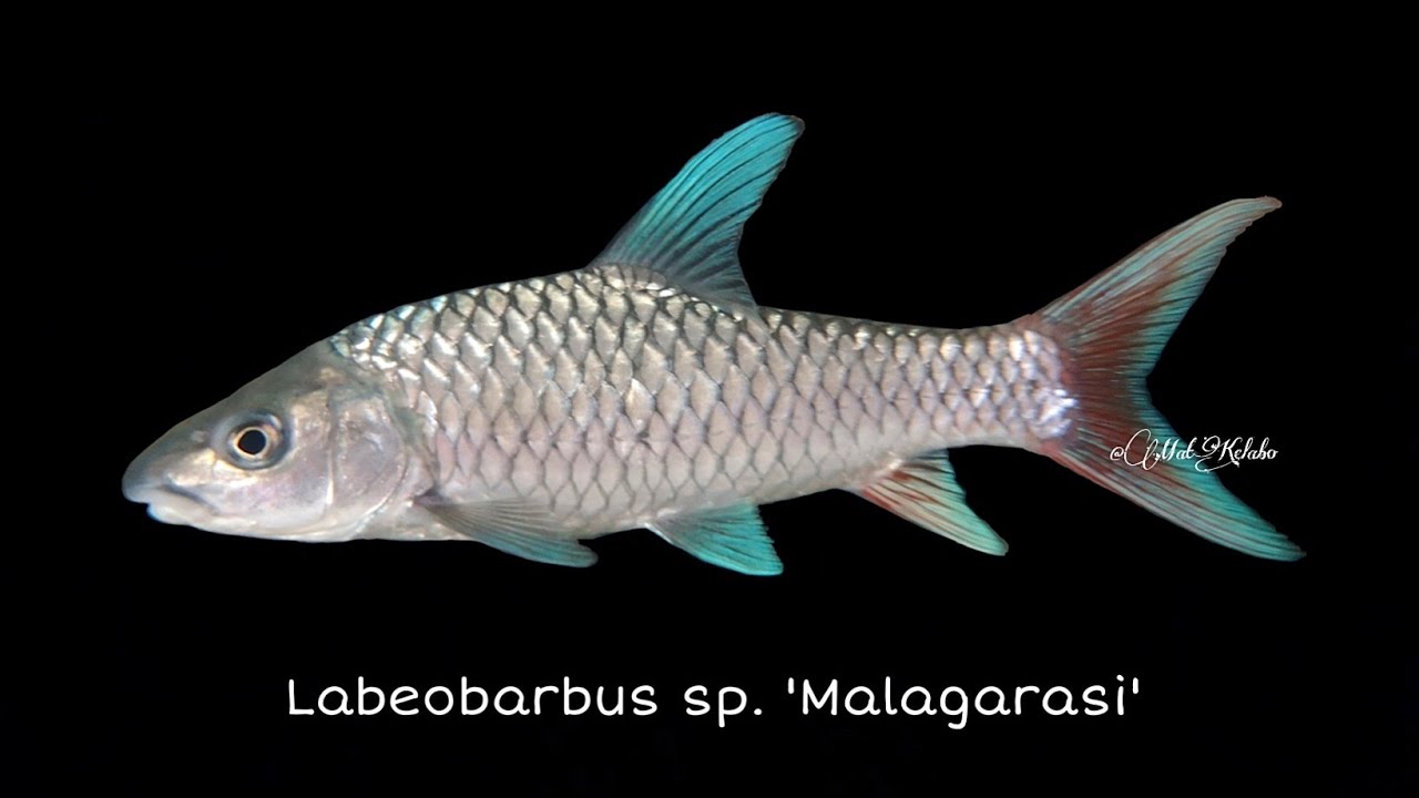 Labeobarbus sp. 'Malagarasi' @ Rainbow Yellowfish (Tanzania)