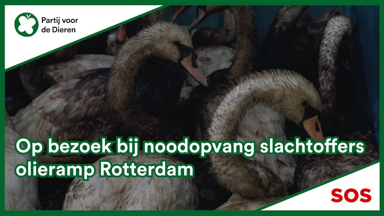 Op bezoek bij slachtoffers olieramp Rotterdam