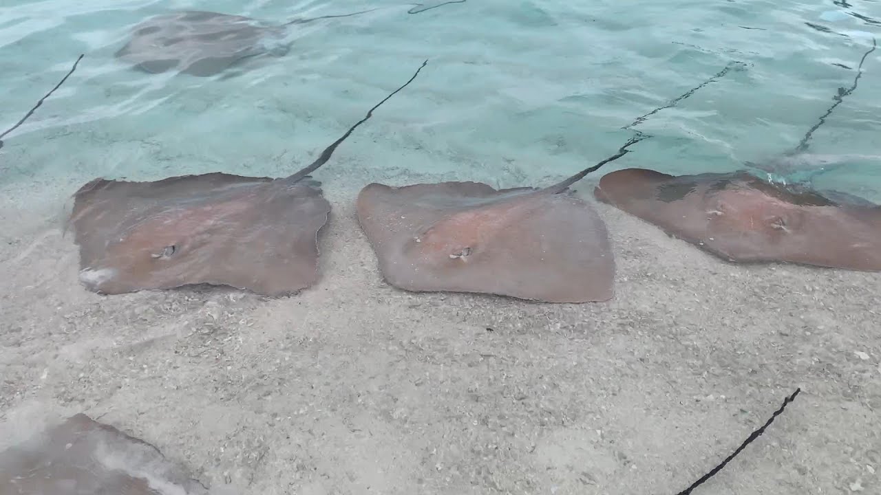Reethi Beach / Stingray