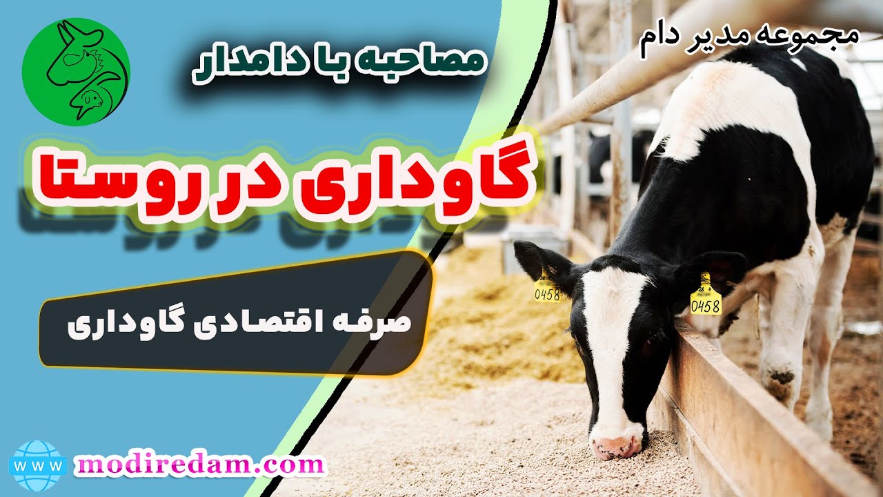 مصاحبه با یک گاودار زحمتکش - اصول گاوداری در روستا