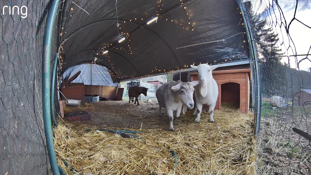 Goats Invade Duck City!