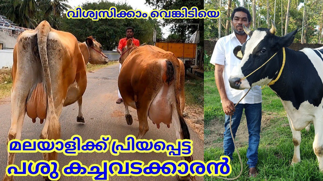 മലയാളികൾ വിശ്വാസം അർപ്പിച്ചു പശു വാങ്ങുന്ന ബ്രോക്കർ