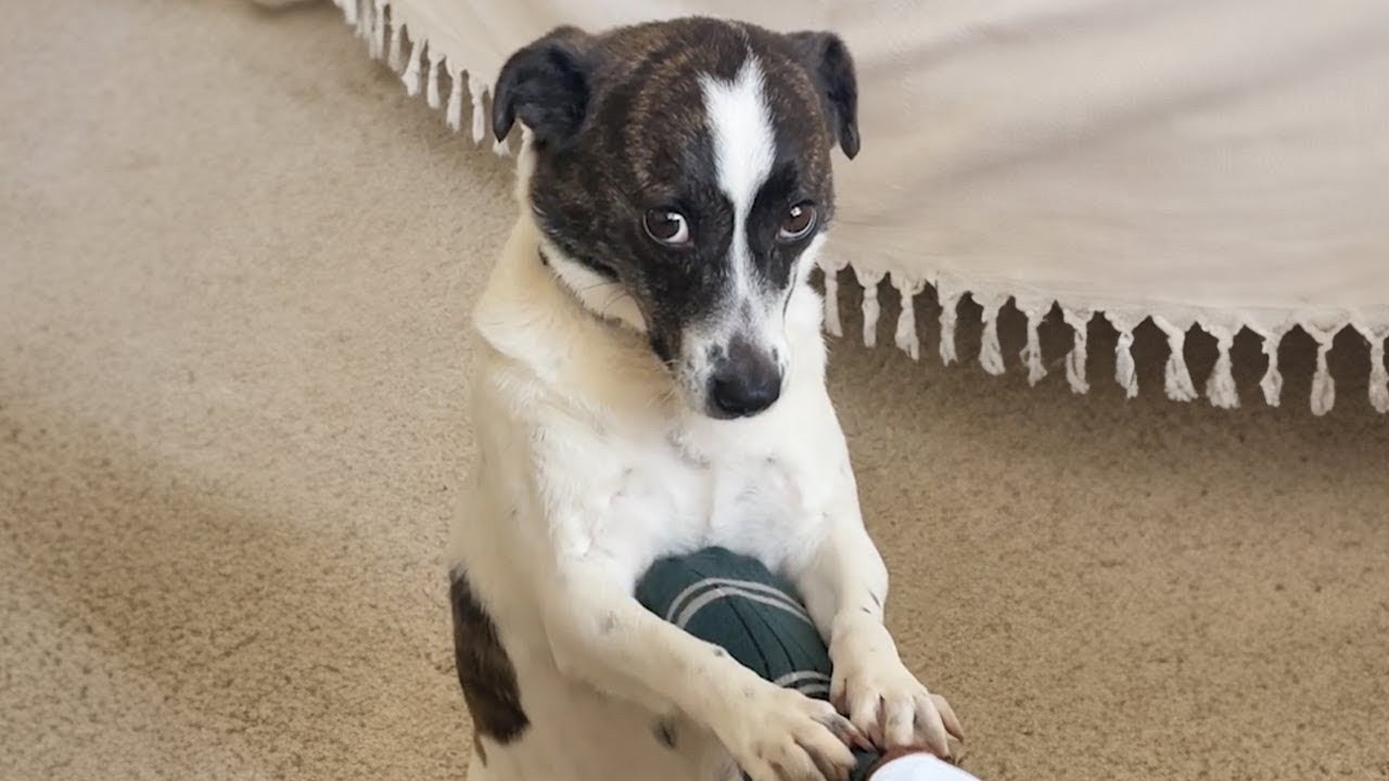 You Can’t Stop Laughing At These HILARIOUS DOGS 🤣 Funny Dog Videos