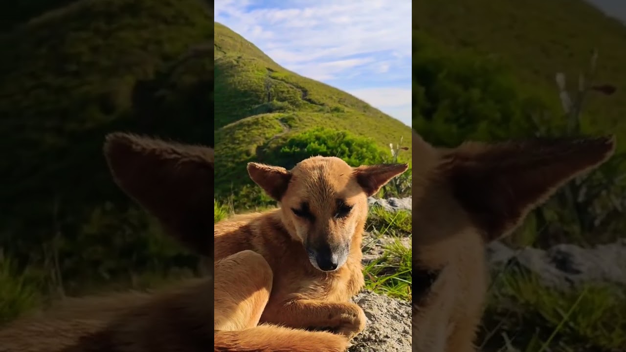 Hiking guides at Narangala Mountain in Badulla, Sri Lanka #srilanka #dogs #tourguide #narangala #dog