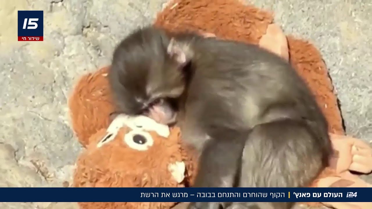 הסיפור שיעלה לכם דמעות בעיניים: הקוף שננטש בידי אימו - וחרך את הרשת