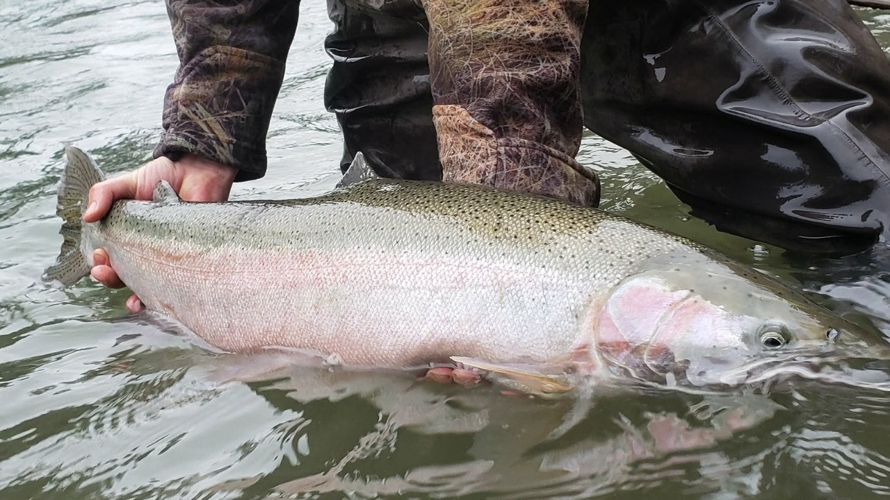 We Drifted the Cowichan with a Pro Guide.. Here's What We Learned!