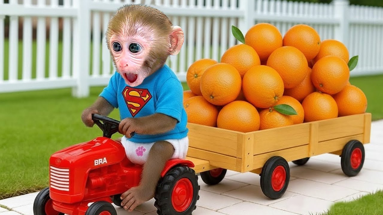 Bebé Mono GoGo El Monito Bonbon Conduce Su Tractor Para Recolectar Frutas Frescas! 🐒🚜🍎 - Gogo ESP