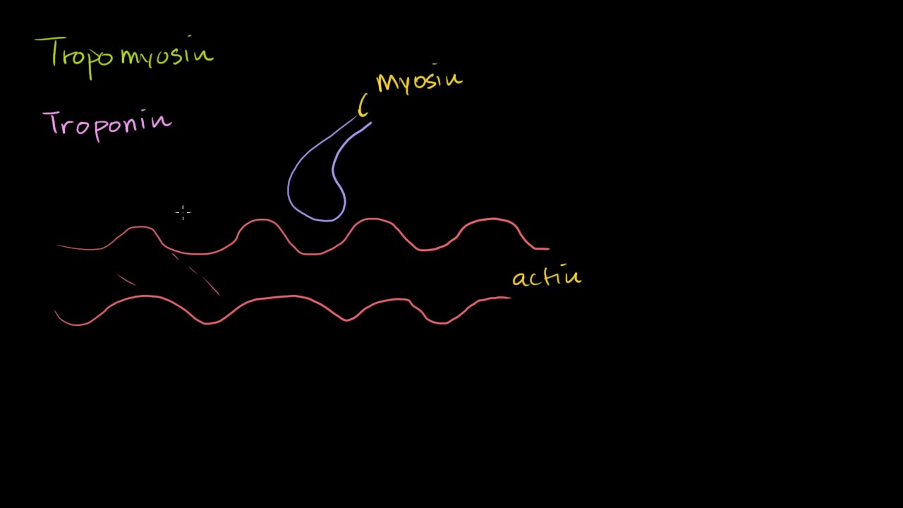 How tropomyosin and troponin regulate muscle contraction | NCLEX-RN | Khan Academy