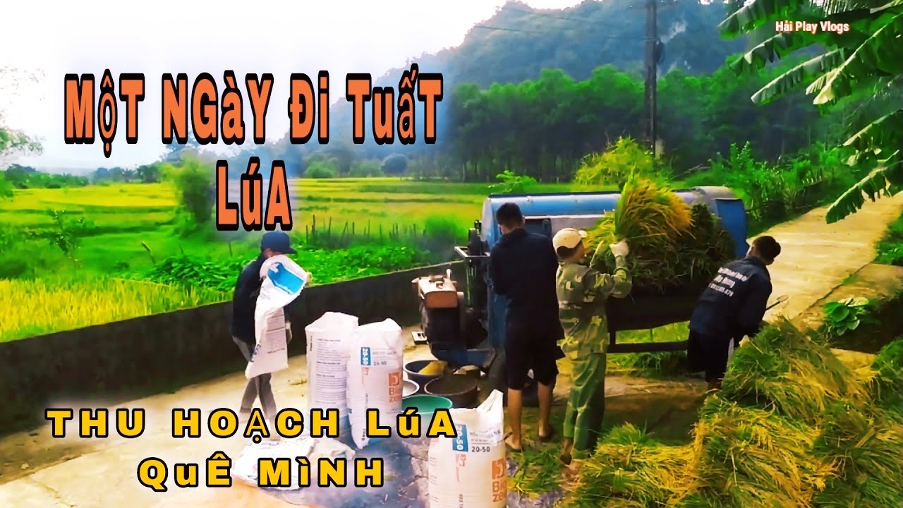 VÒ LúA _ MộT NGàY Đi TuấT LúA QUÊ MìNH - NhữNG BôNG LúA Đã Chín VàNG, Thu Hoạch Thôi Nào |