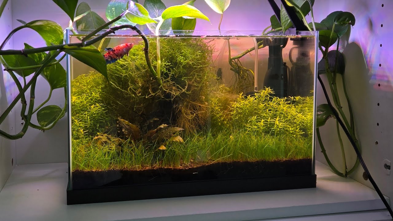 One Year with a Planted Betta Tank (coming soon)