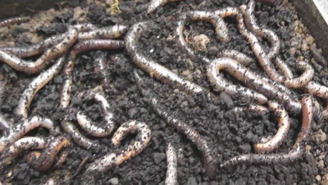 Blog: Herstellen einer Wurmfarm Teil 2