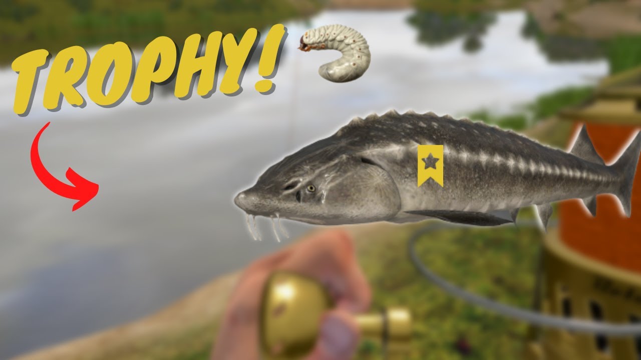 Trophy russian sturgeon in akhtuba river! #342 Russian fishing 4