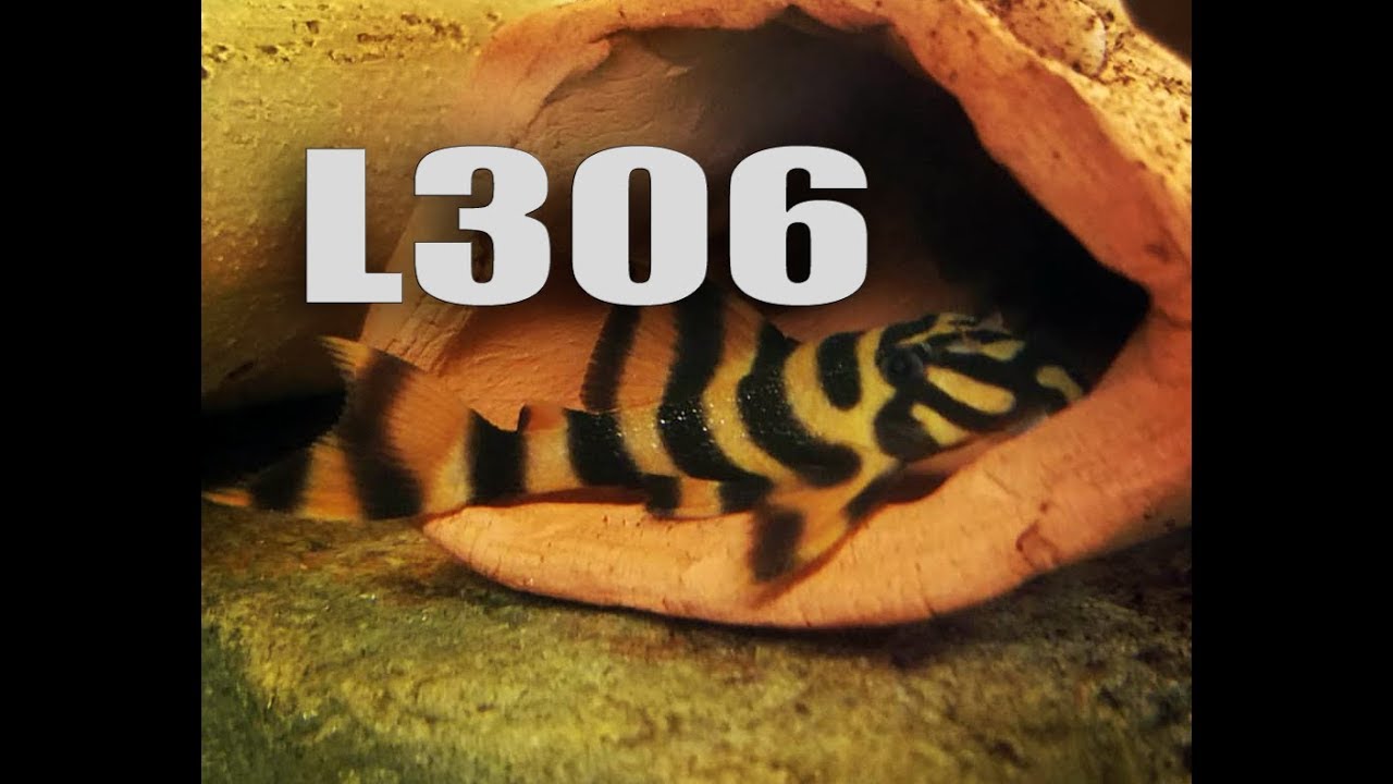 Переделываю аквариум с плеко, чтобы стимулировать размножение — L306, часть 1