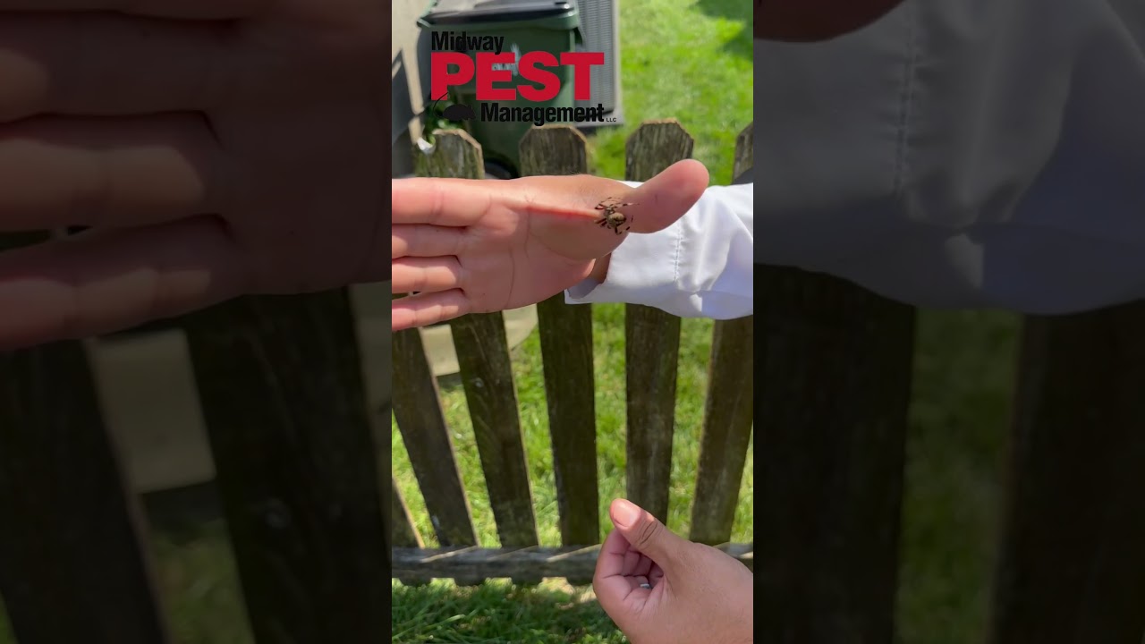 Spider Control In Kansas City  #pestcontrol #spiders #insects #bugs