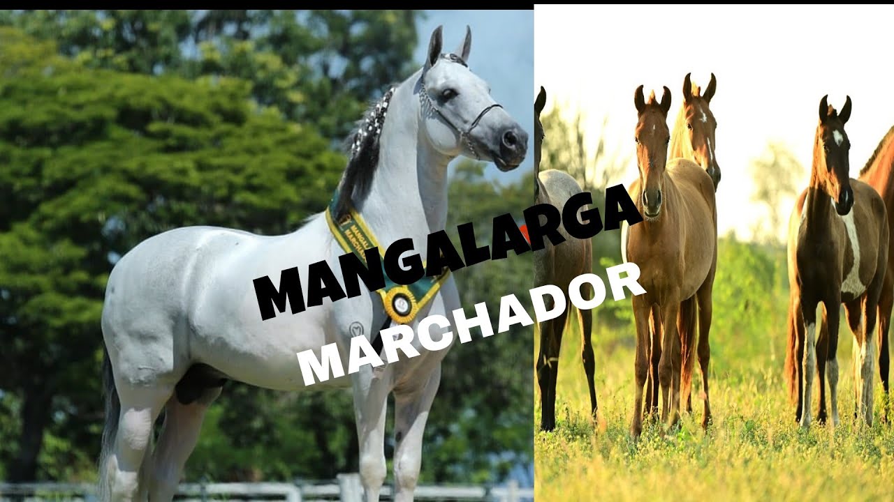 Cavalos e &Eacute;guas de Marcha ( MANGALARGA MARCHADOR