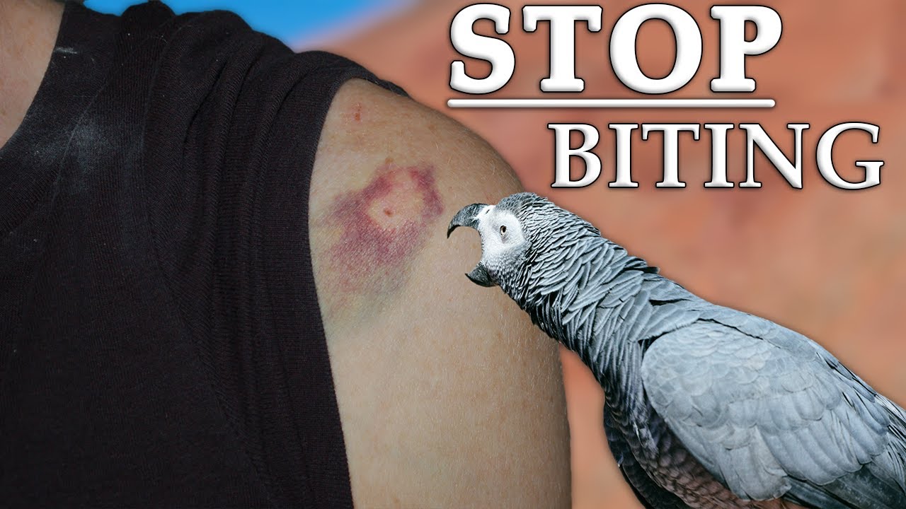 4 Ways to Stop Parrots From Biting