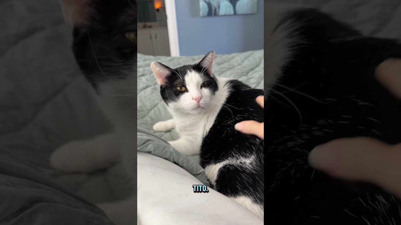 Typowy poranek w krzywym domu🤣 #koty #charliebear #krzywykot