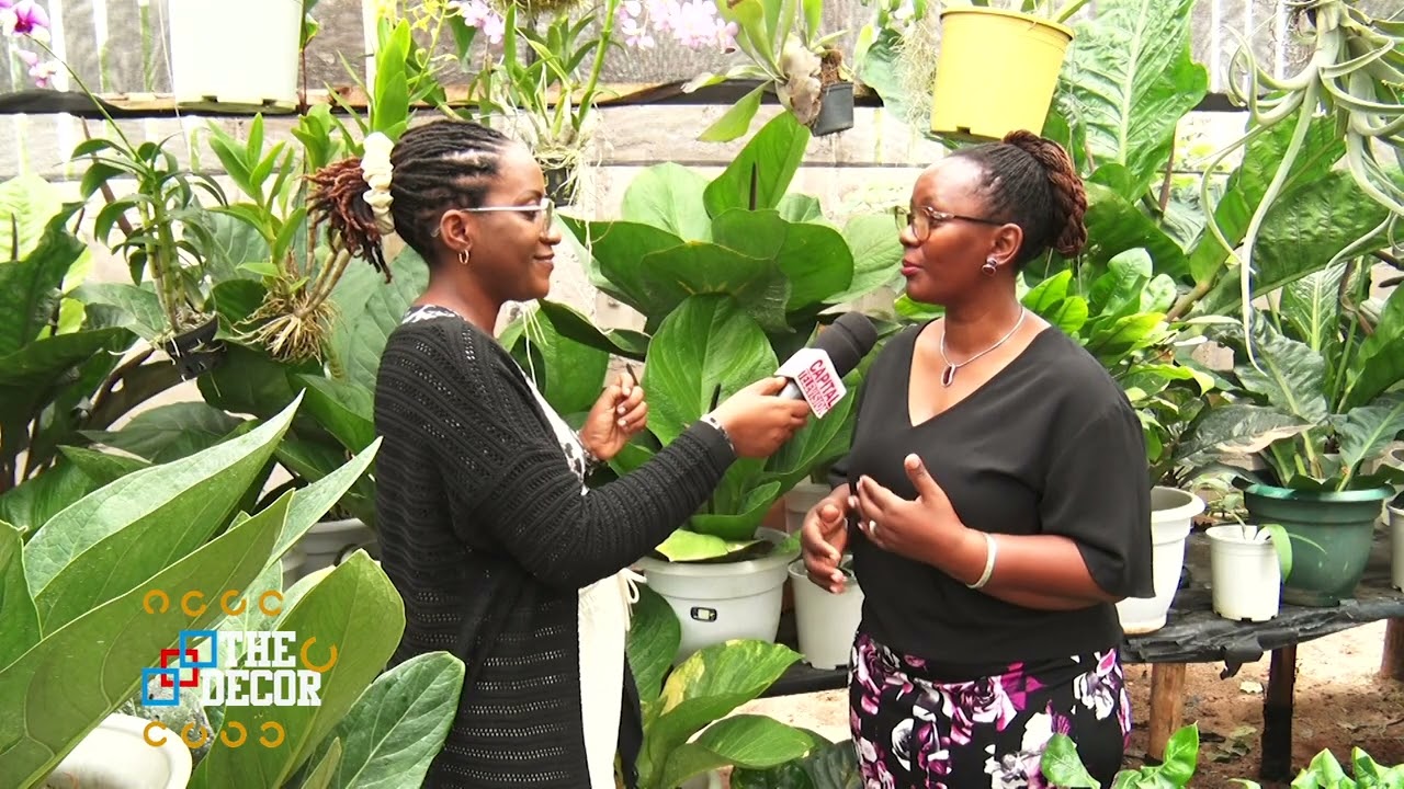 JIFUNZE KUANDAA BUSTANI NDOGO YENYE MVUTO KUTOKA MAHOA GARDEN