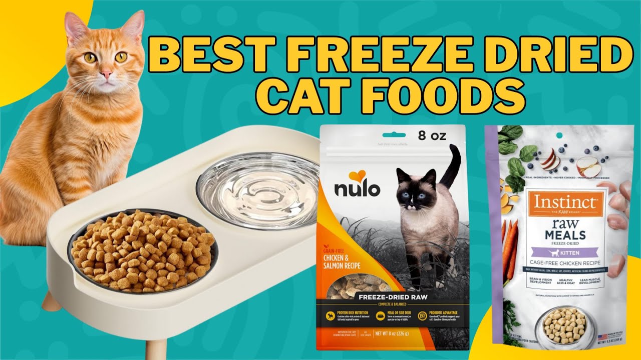 Best Freeze Dried Cat Foods