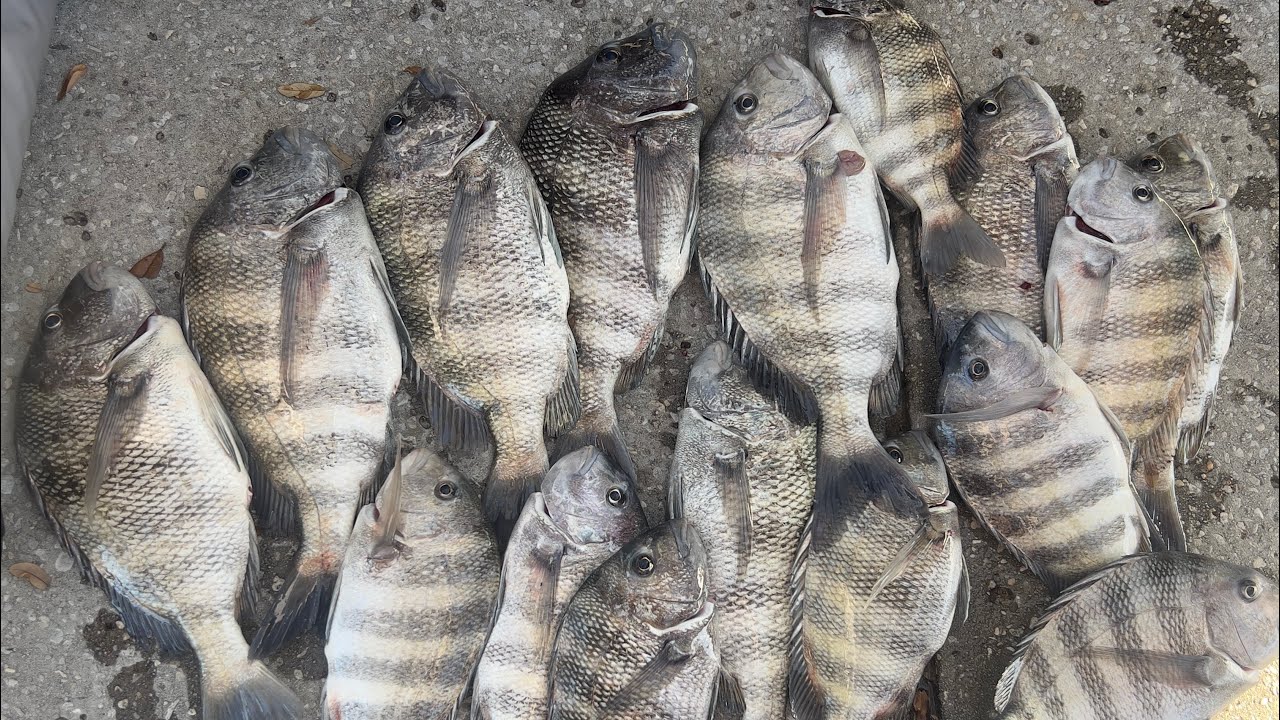 Tampa Bay Sheephead Fishing on Fire