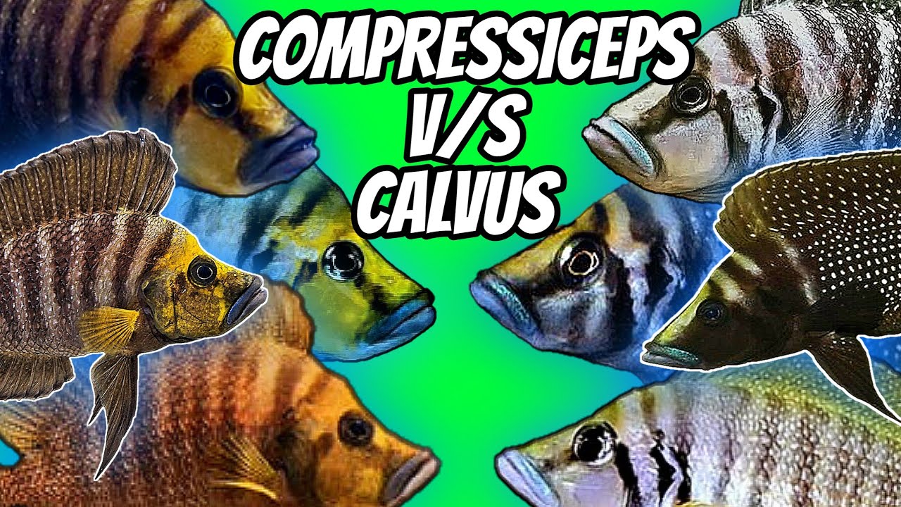 Don't get confused: Mastering the art of distinguishing Calvus & Compressiceps Cichlids