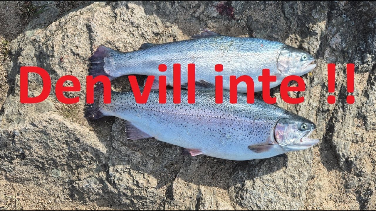 Regnbåge i Gömmaren Åter igen med utdelning