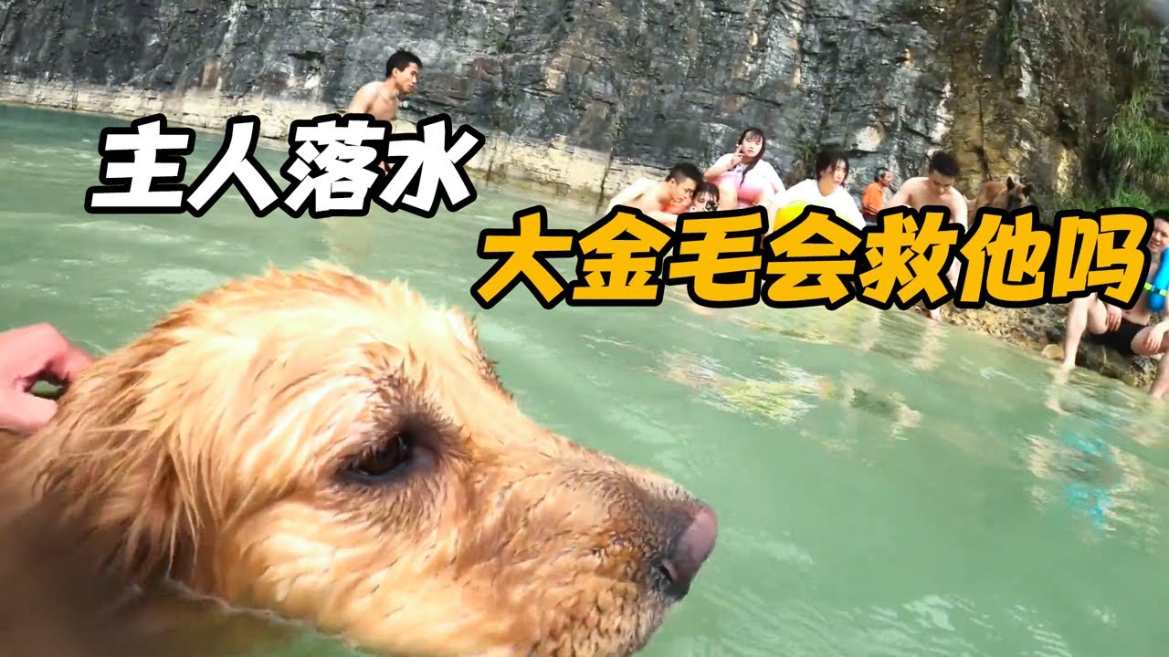 主人带着狗狗去游泳，在湖中假装落水，这大金毛会救他吗【小白的奇幻旅行】