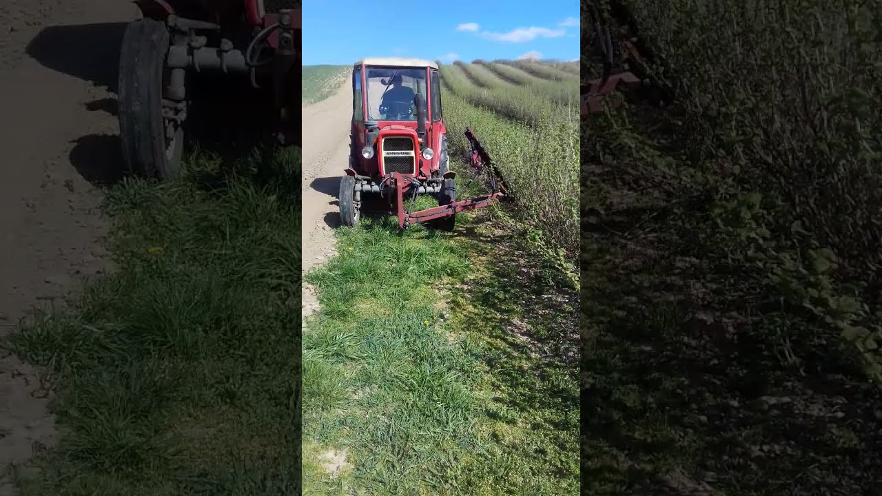 Podcinacz listwowy, podcinarka do porzeczek , podkaszarka, wycinacz pęd&oacute;w porzeczek w pracy