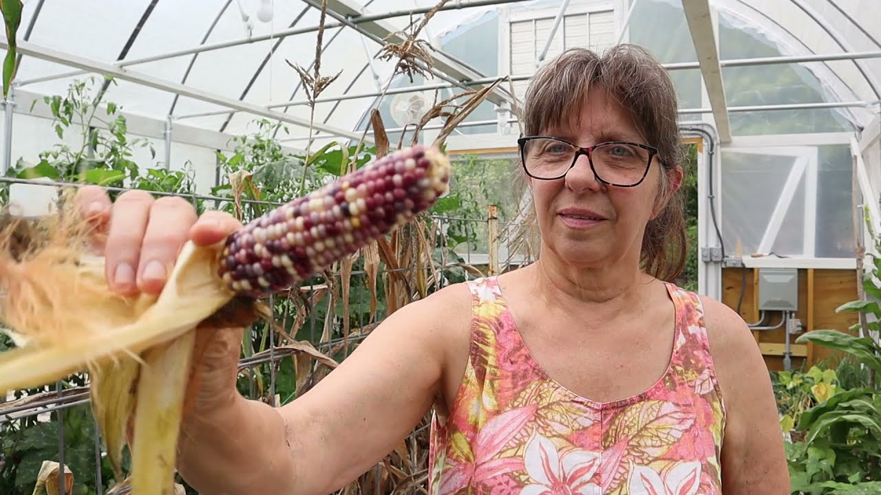 POPCORN Grown in a HIGH Tunnel/ Greenhouse
