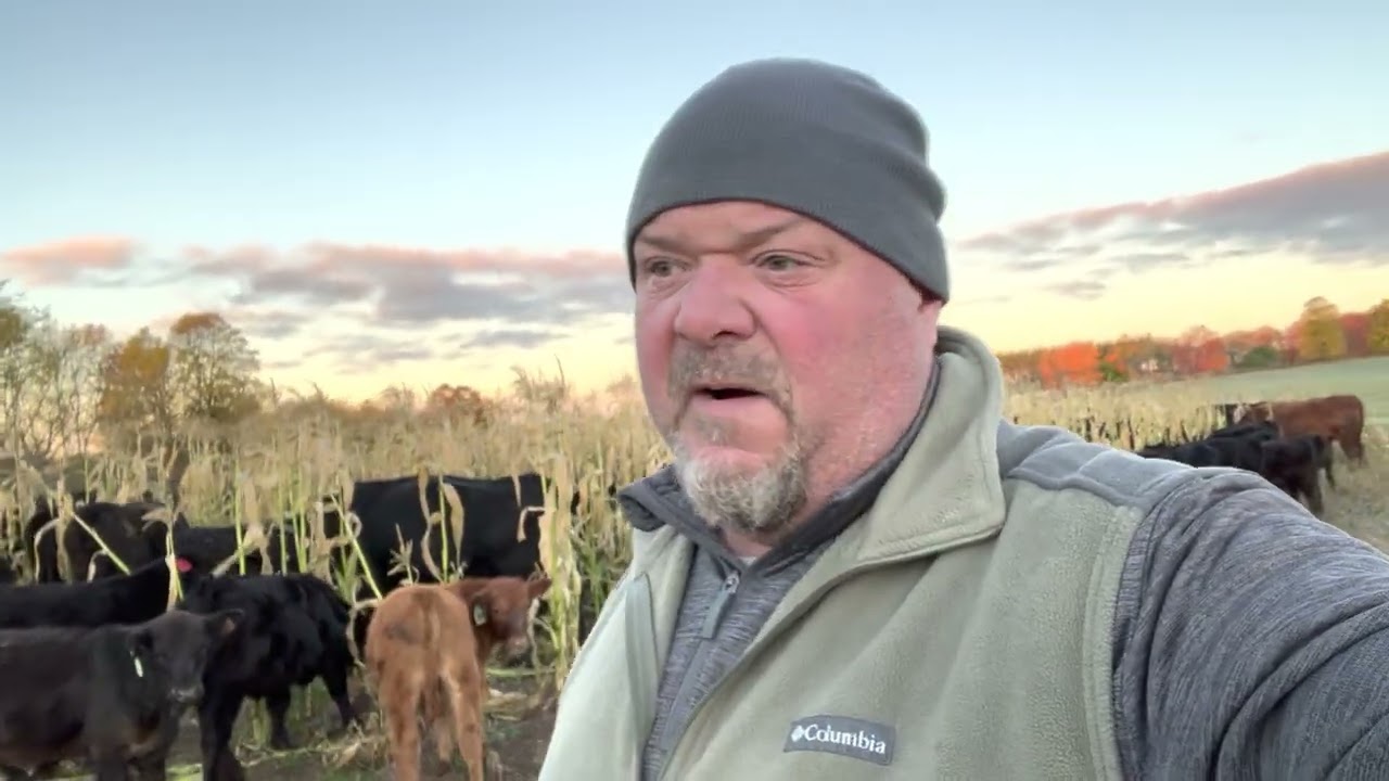 Cattle On Corn Stalks!!!
