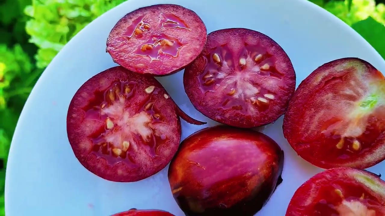 4 необычных, но вкусных и урожайных томатов, которые я выращивала в прошлом сезоне.