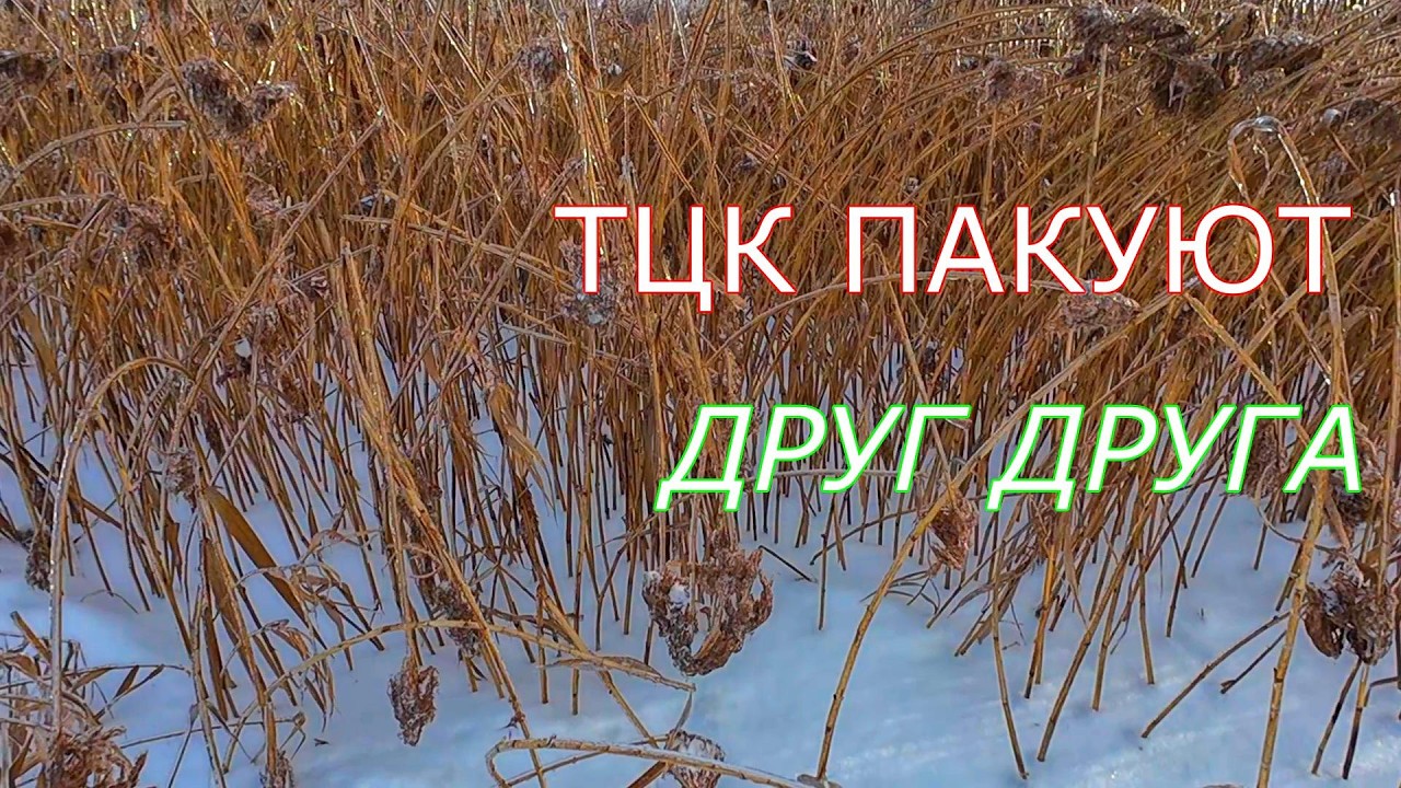 БЕШЕНЫЕ ТЦК   ПАКУЮТ ОБЫЧНЫХ ТЦК