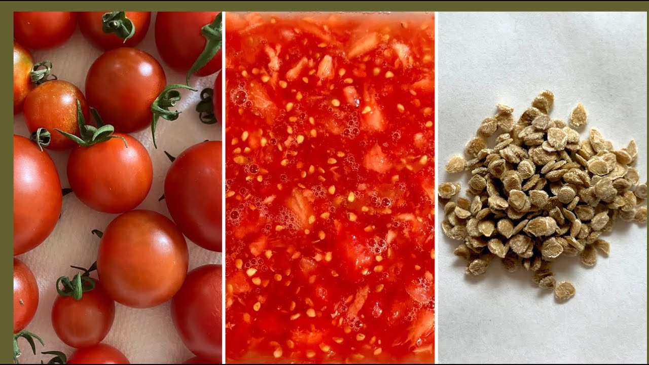 Seed Cleaning Fundamentals: Techniques, Tools and Strategies