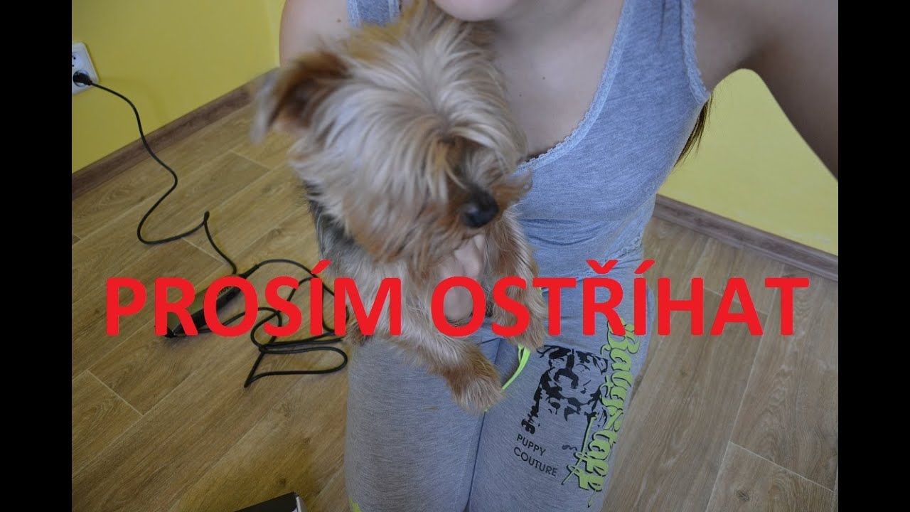 Jak stříhám psa.... / smradlavé nohy :)