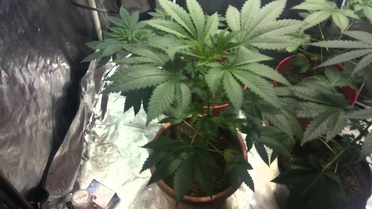 White widow indoor grow final Veg week 250 watt