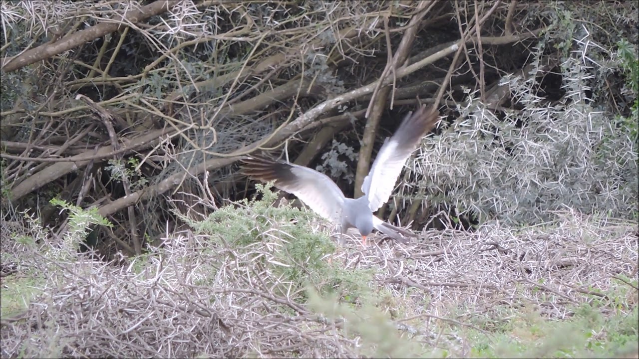 Southern Pale Chanting Goshawk Hunting Mice